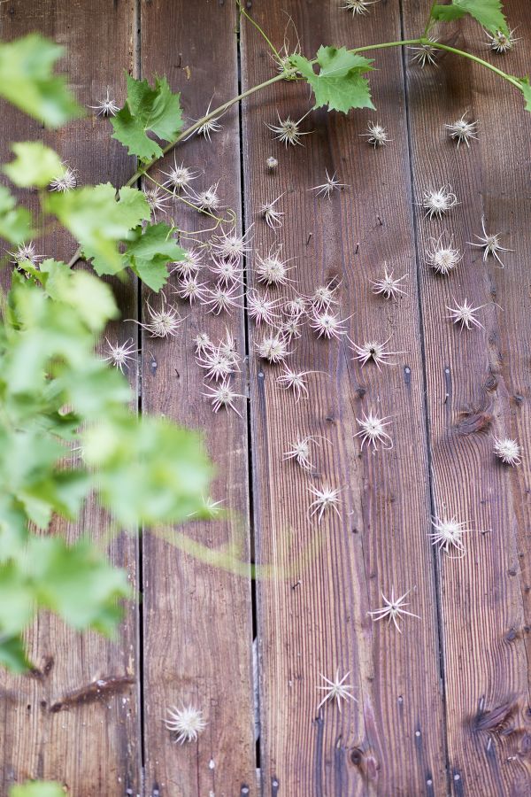 Natürliche Blumen zieren die Wand, als ob Sie Sterne an Ihrem Gartenhaus platziert hätten.