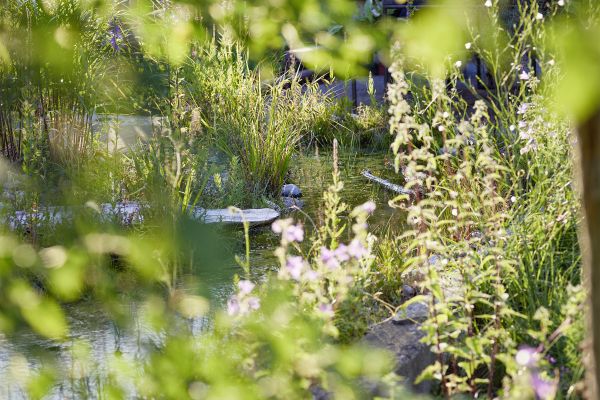 Dieser natürliche Teich der Naturbahn bietet eine wichtige Lebensgrundlage für viele Pflanzen und Insekten.