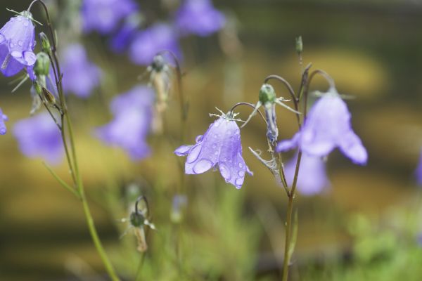Blütenpracht im Naturgarten.