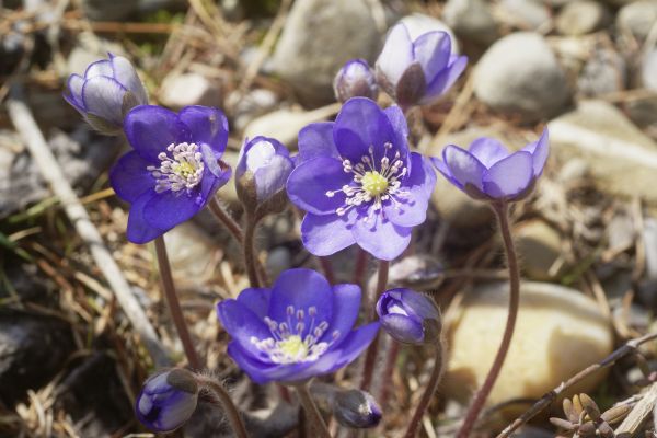 Seltene Blumen im Gartenbau.
