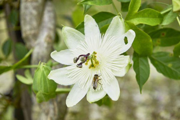 Pflanzen als wichtige Lebensgrundlage für Bienen im Gartenbau.