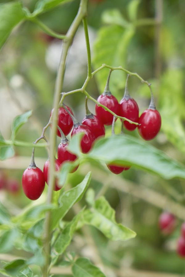 Florafauna im Naturgarten.