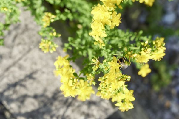 Pflanzen als wichtige Lebensgrundlage für Bienen im Naturgarten.
