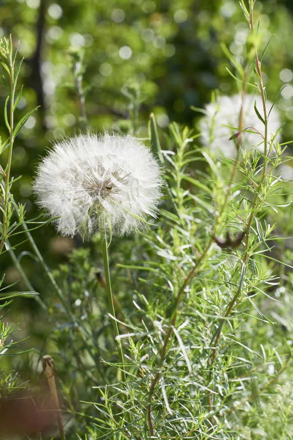 Seltene Blumen im Naturgarten.