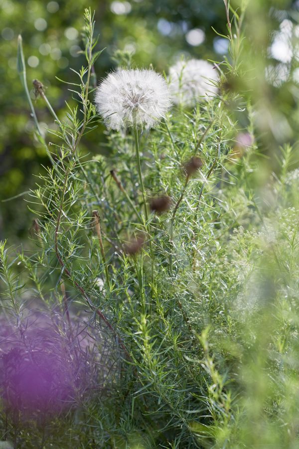 Blütenpracht im naturnahen Garten.