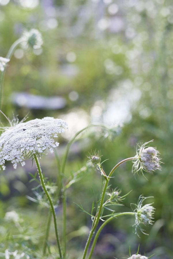 Florafauna im Biogarten.
