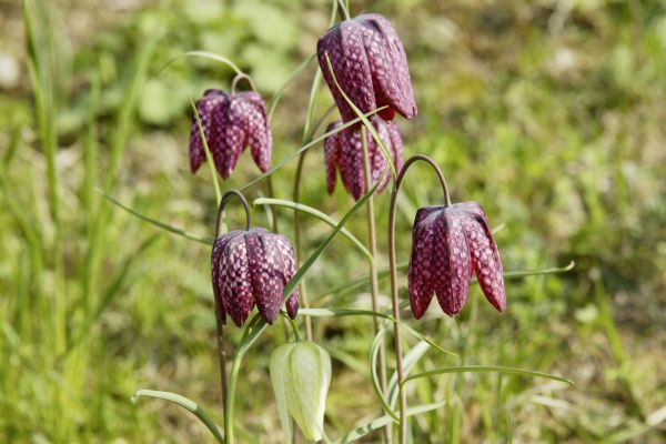 Seltene Pflanzen im Naturgarten.