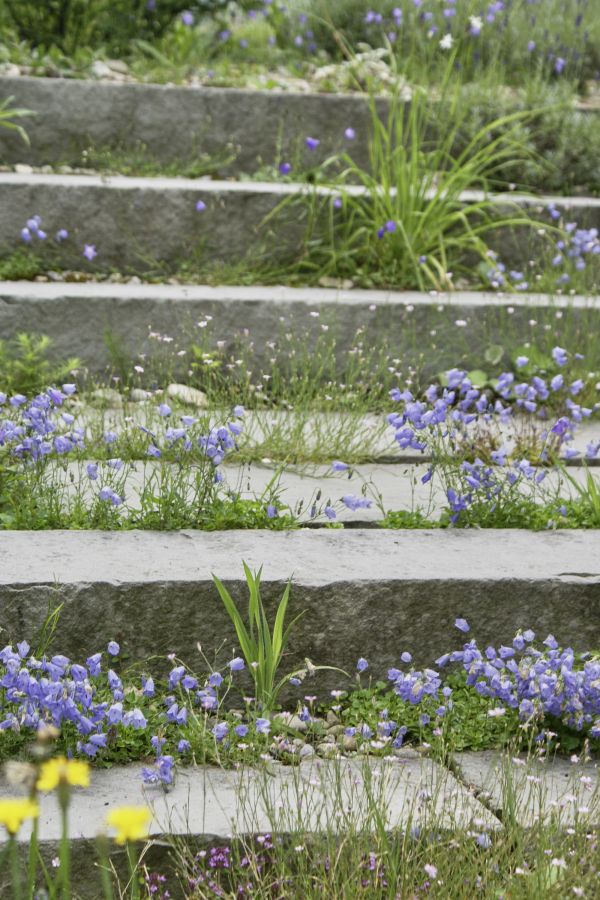 Blumenbewachsene Treppe eines ökologischen Gartens.