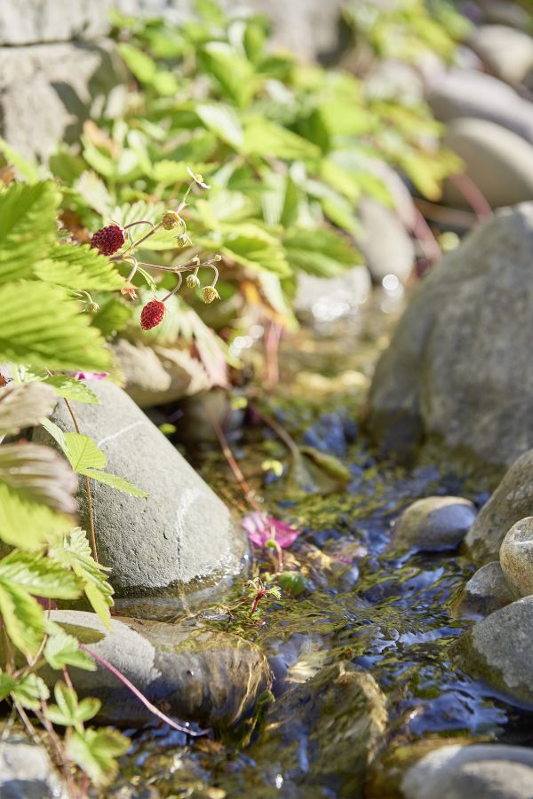 Bächlein im ökologischen Garten.