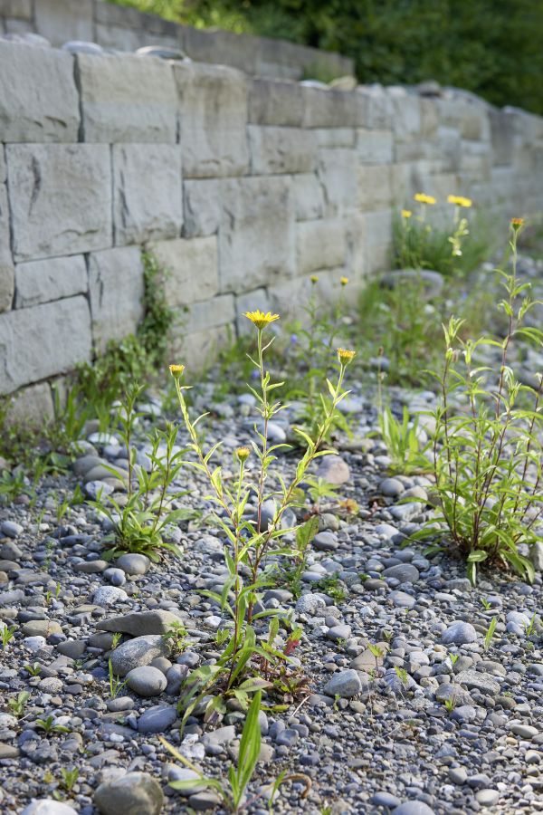 Mauer im naturnahen Garten.