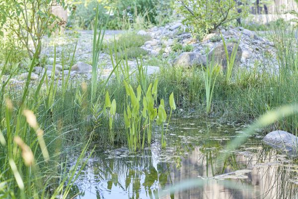 Teich als wichtige Lebensgrundlage für Tiere im ökologischen Garten.
